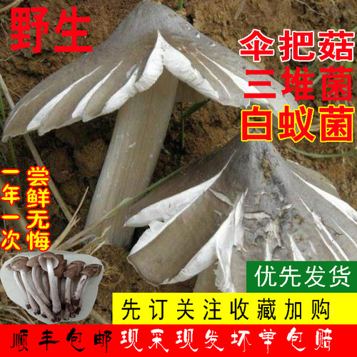 顺丰特快26年野生鸡枞菌500g
