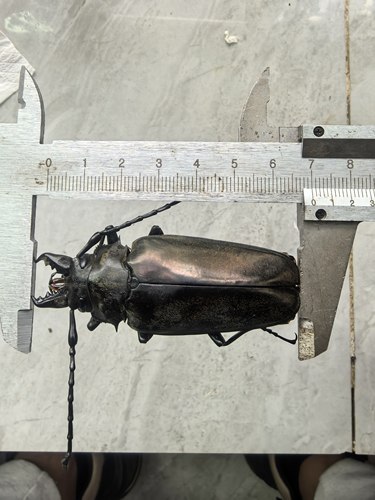 藏王三栉牛 母虫70mm(真标本虫湿虫)非活体昆虫