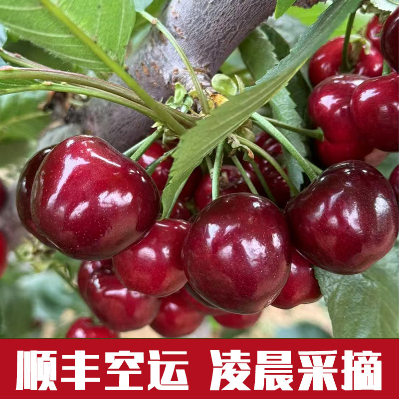 梁胖自家 现摘大连美早樱桃1J-6J顺丰空运包邮2-5斤当季新鲜水果