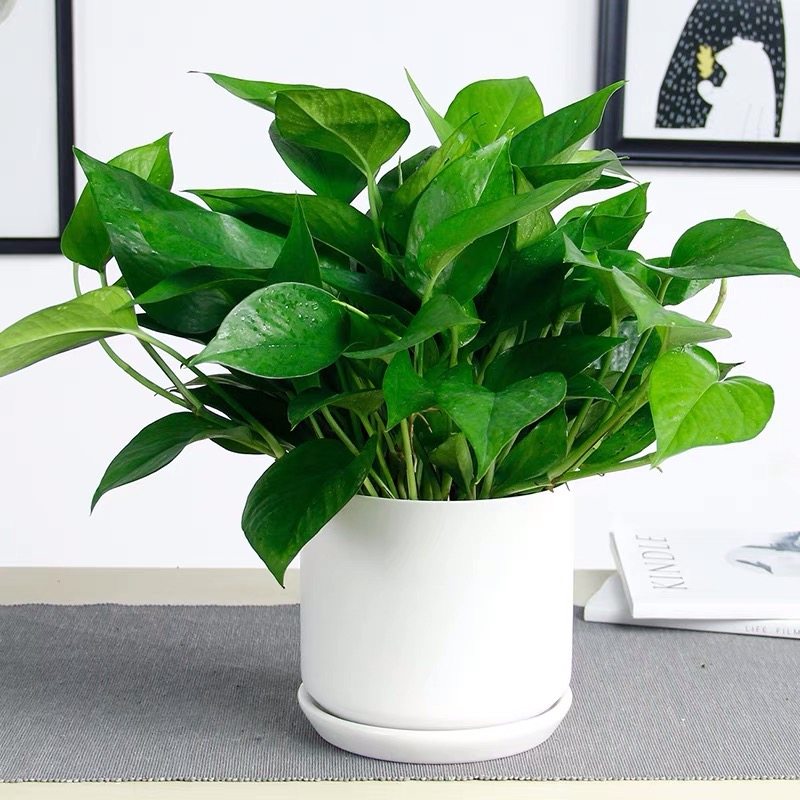 西安绿圃绿植送货上门绿萝盆栽自吸水懒人盆绿航除甲醛净化空气