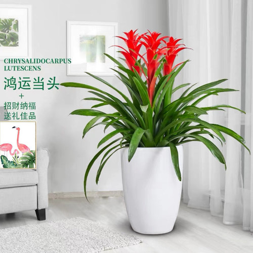 西安鸿运当头盆栽凤梨四季开花