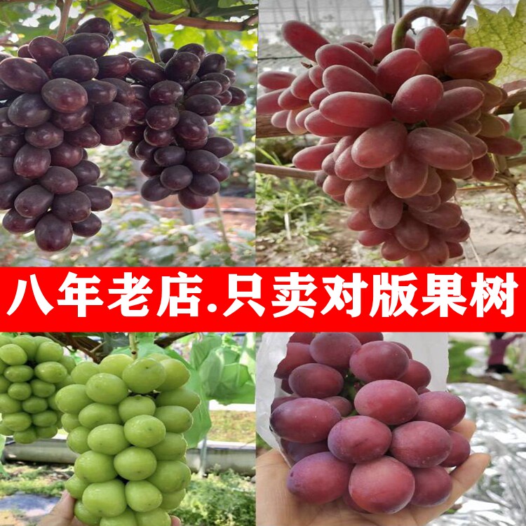 葡萄苗阳光玫瑰 蓝宝石树苗 南方北方种植当年结果新品种果树苗