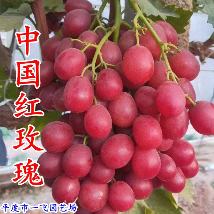 嫁接苗无核中国红玫瑰葡萄苗 南方北方种植 盆栽地载 新品种果树
