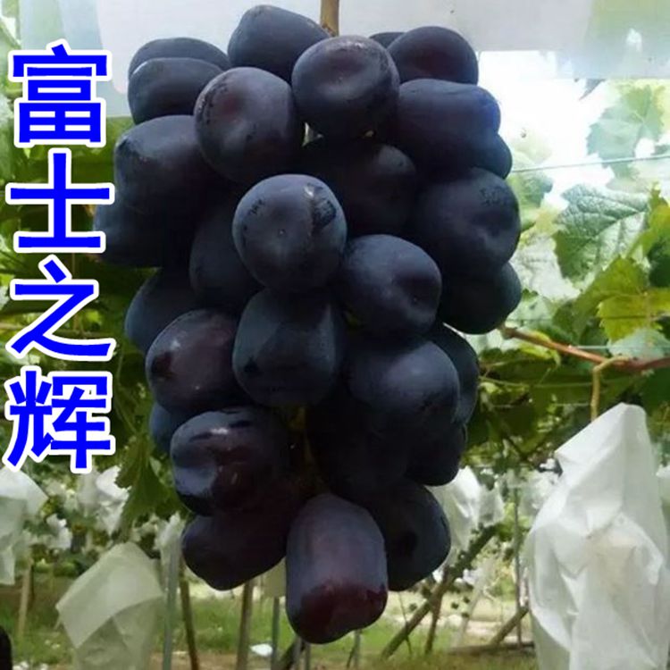 嫁接富士之辉葡萄苗 南方北方种植 抗病 新品种葡萄树落叶植物