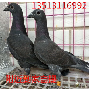 吴淞鸽子信鸽赛鸽鸽子成绩鸽青年鸽李鸟鸽