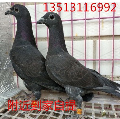吴淞信鸽成绩鸽子红西翁鸽纯白鸽