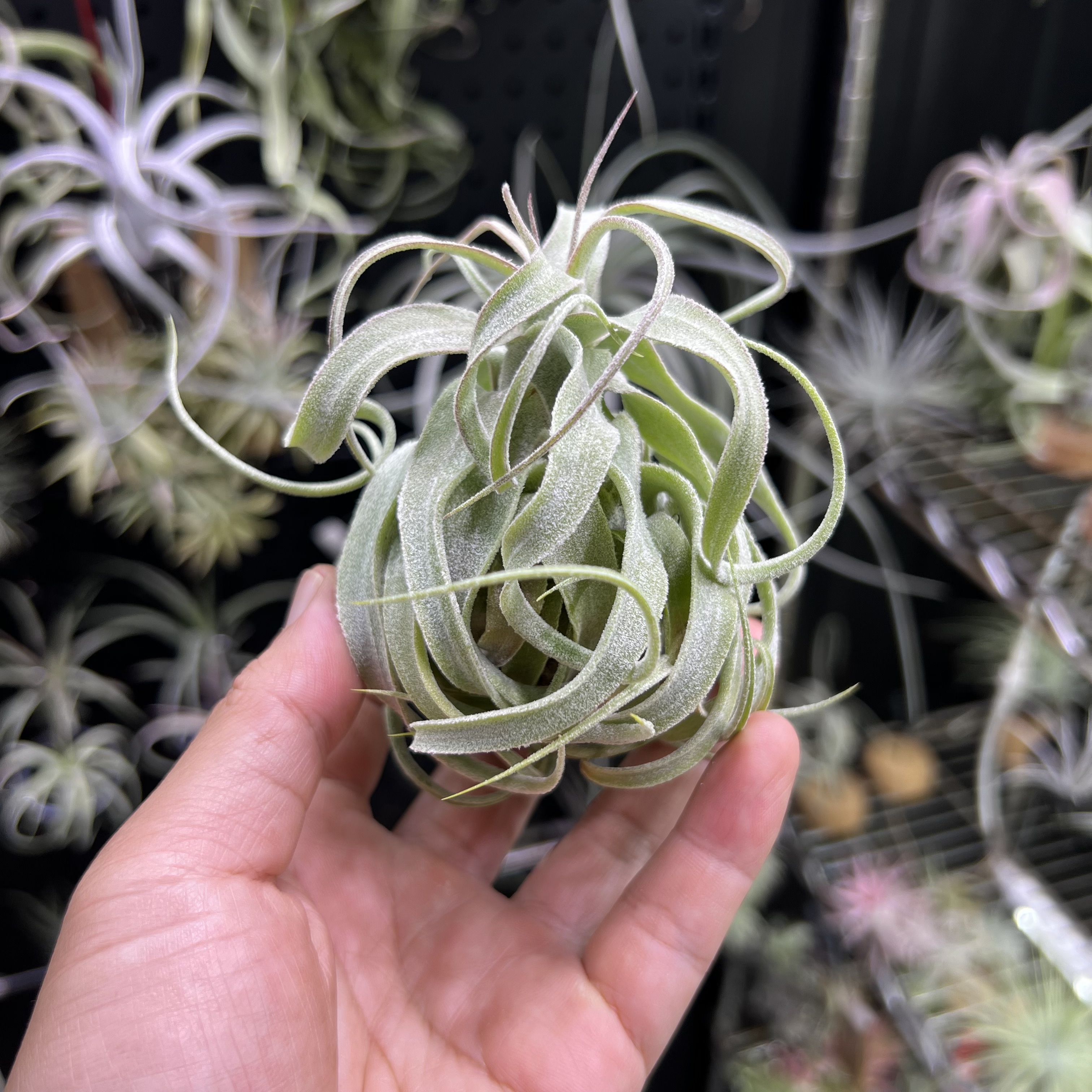 墨卷空气凤梨新奇无土懒人室内桌面绿植物造景顺丰包邮