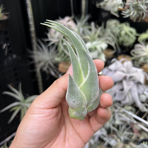 犀牛角空气凤梨新奇无土懒人室内桌面绿植物造景顺丰包邮