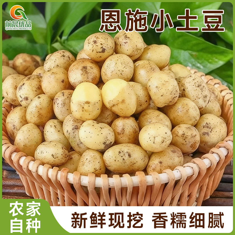恩施23年小土豆高山黄心马尔科
