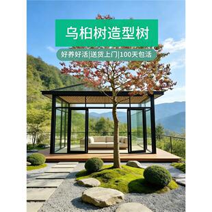 乌桕树大树庭院老桩彩红叶造型树耐寒大型丛生树苗旺宅盆景风水树