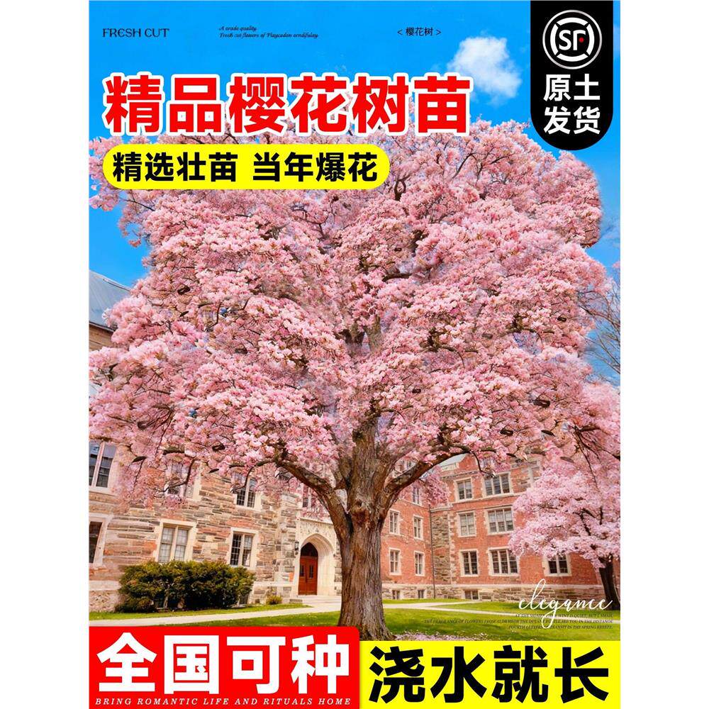樱花树树苗庭院大型日本晚樱大树活苗北方耐寒高档观赏地栽风景树
