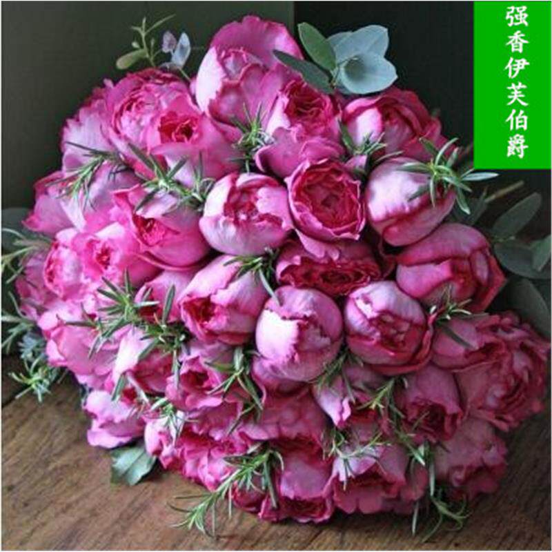 强香型藤本月季伊芙伯爵四季开花勤花大花型抗病性强浓郁玫瑰香型