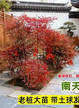 火焰南天竹盆栽客厅火焰红老桩真树树苗特大号精品盆景庭院耐寒