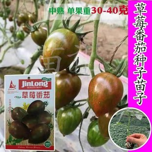 铁皮柿子水果西红柿家庭种植盆栽蔬菜 莓番茄种苗子东北春季