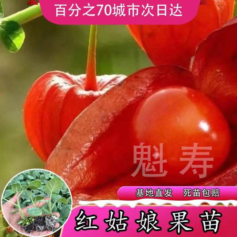 红姑娘种苗东北野生红黄菇娘洋甜菇娘灯笼果水果可阳台盆栽包邮