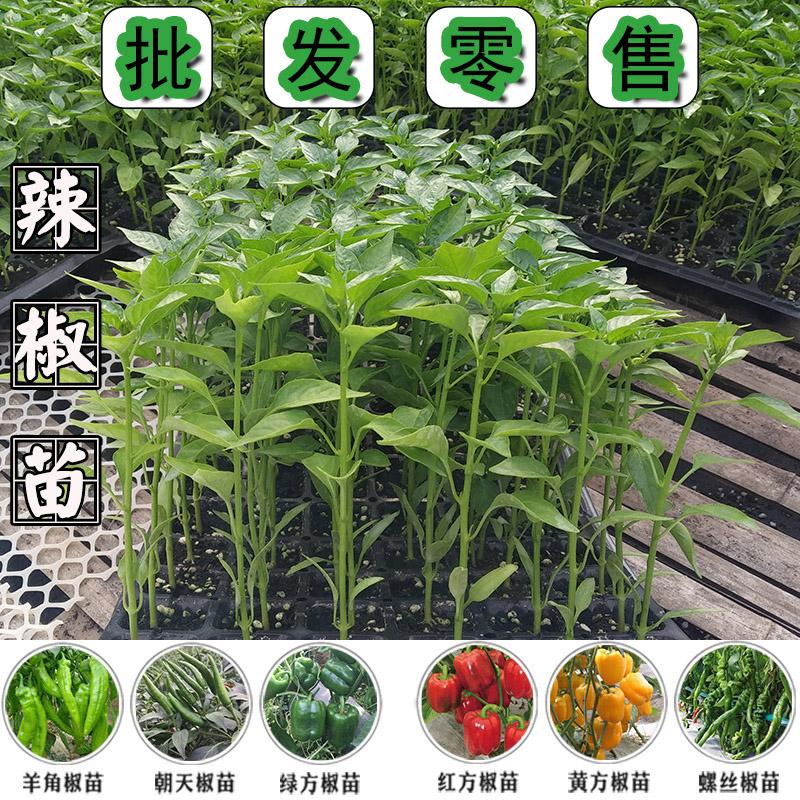 辣椒苗苗子春夏四季种植食用高产苗二荆条青椒牛角椒菜椒特大嫁接