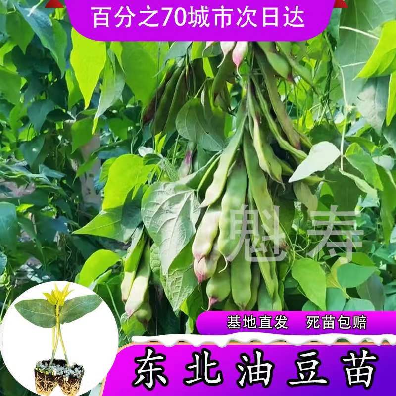 魁寿四季简单早熟东北油豆角便宜