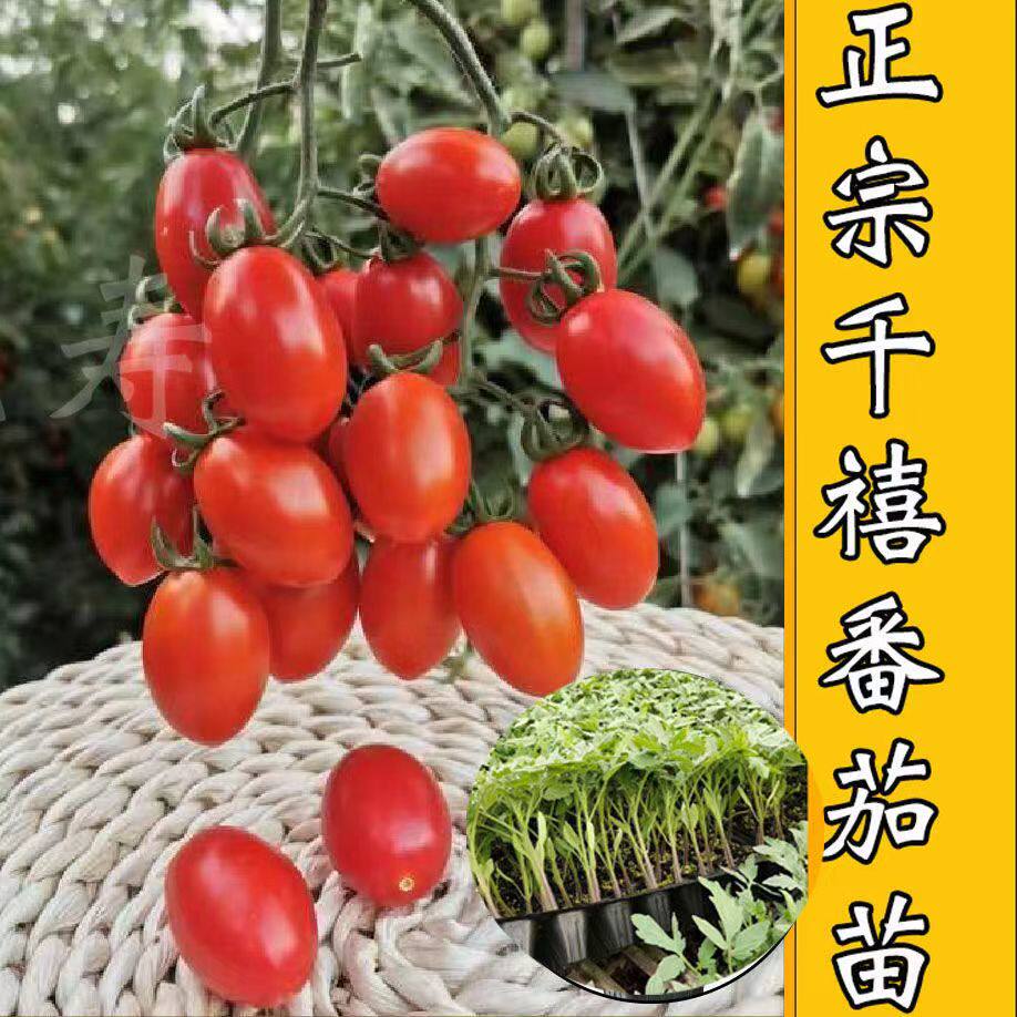 千禧圣女果种苗小番茄西红柿蔬菜种籽苗秧大全秧苗盆栽阳台秧苗