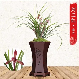 春兰刘三红浓香美观 栽培清雅春季盆栽植物透气庭院兰花养护绿植