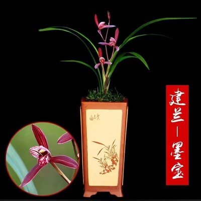 清雅兰苑建兰盆栽客厅走廊夏秋