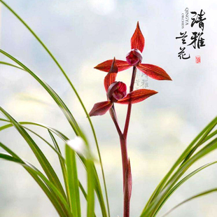 清雅兰花春兰红宝石浓香名贵高档兰花客厅 办公室花卉盆栽