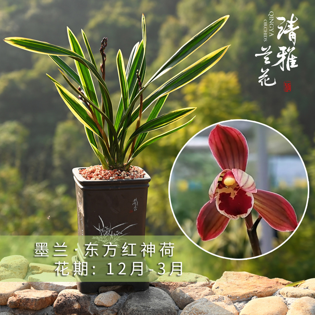 墨兰金边兰高档线艺兰  富贵红荷  金华山 春节开红花室兰花