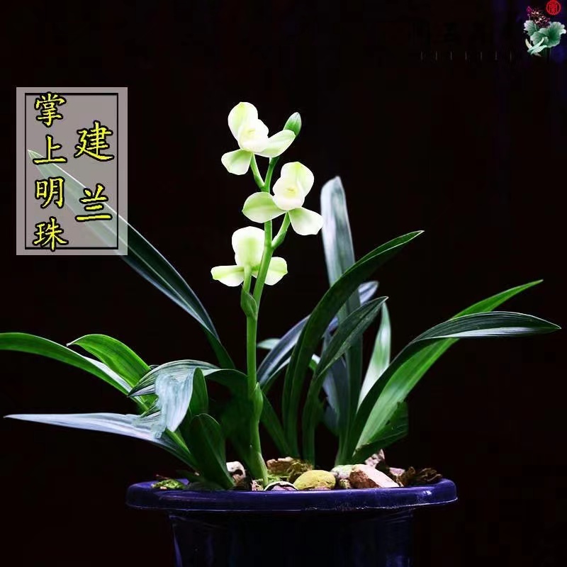 清雅蘭花苗建蘭四季蘭 掌上明珠 日月寶 帶花苞矮種花雪白陽臺花
