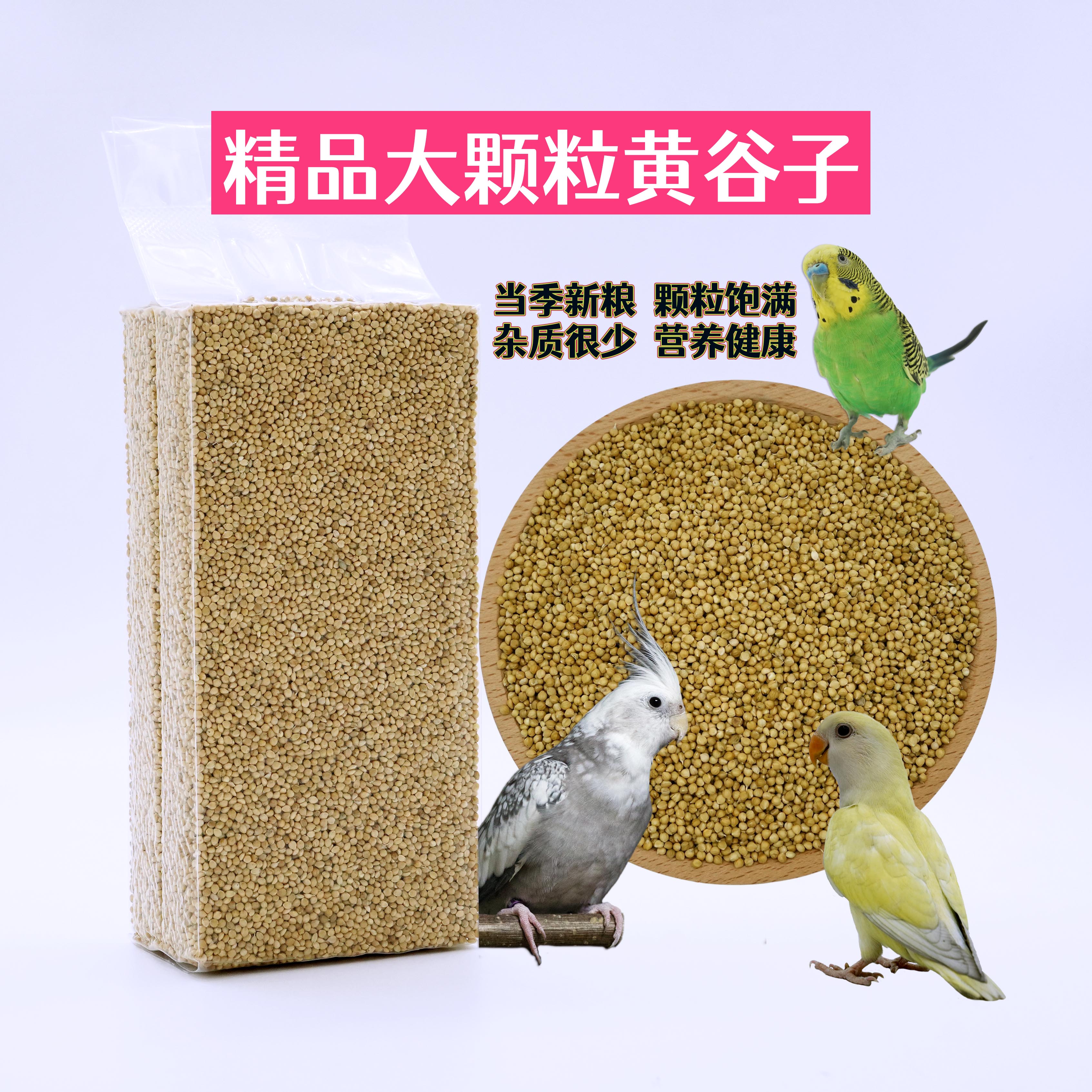 大颗粒黄谷子内蒙古黄谷子精筛谷子大粒谷子鹦鹉文鸟鸟食大谷子