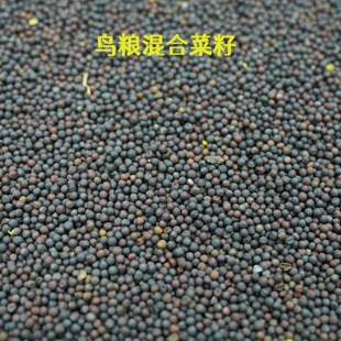 菜籽鸟粮油菜籽鸟食菜籽青菜种籽玉鸟黄雀鸟粮天然鸟粮油料鸟饲料