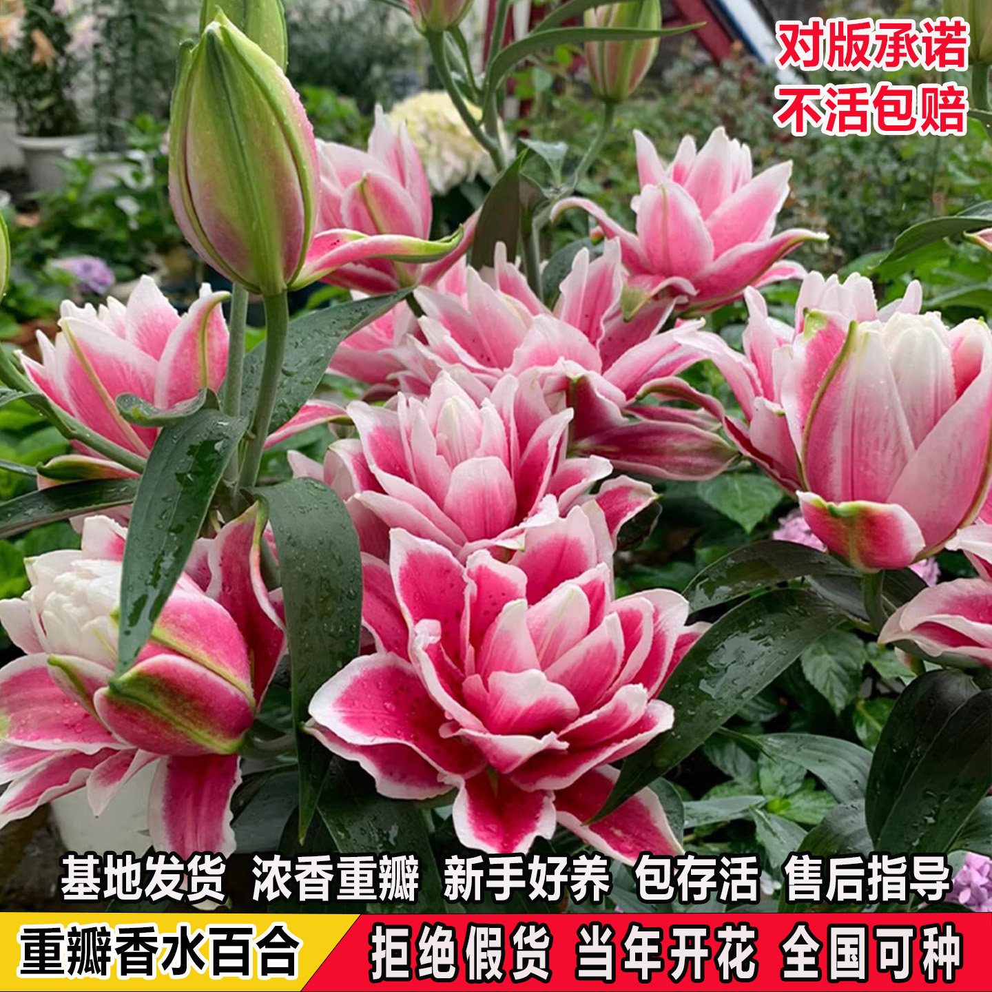 进口重瓣香水百合花种球