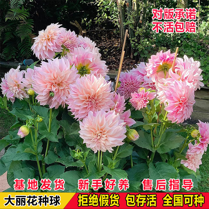 进口重瓣大丽花种球根盆栽室内外庭院地栽大丽菊地瓜花苗花卉植物