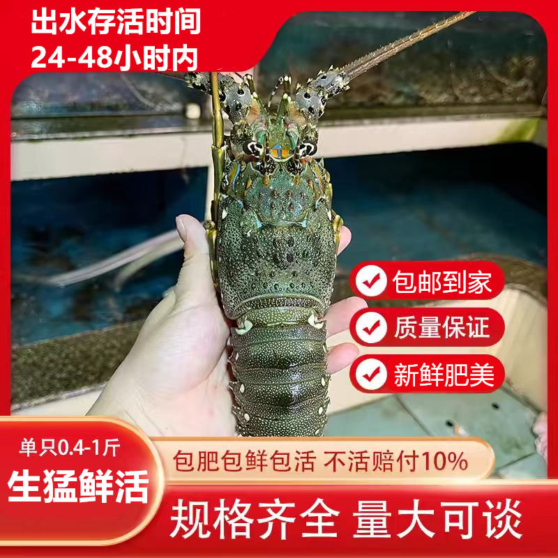 【鲜活到家】鲜活生猛小青龙龙虾海鲜水产澳洲花龙大龙虾顺丰包邮