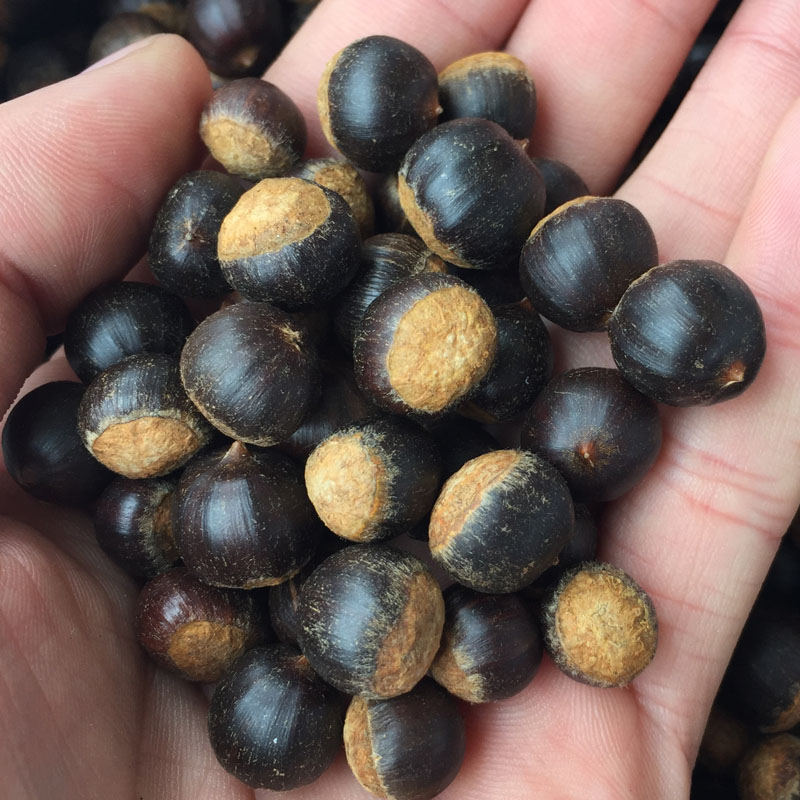 【今年新鲜野果】5斤野生米锥栗勾圆子小板栗孕妇零食坚果建瓯