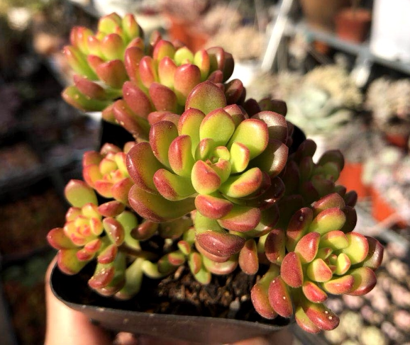 云南精品多肉植物之塔洛克 群生多头塔洛克多肉在类目 鲜花速递/花卉仿真/绿植园艺, 花卉/绿植盆栽（新）, 多肉植物中 - 来自Buy2taobao.com提供专业的淘宝代购服务