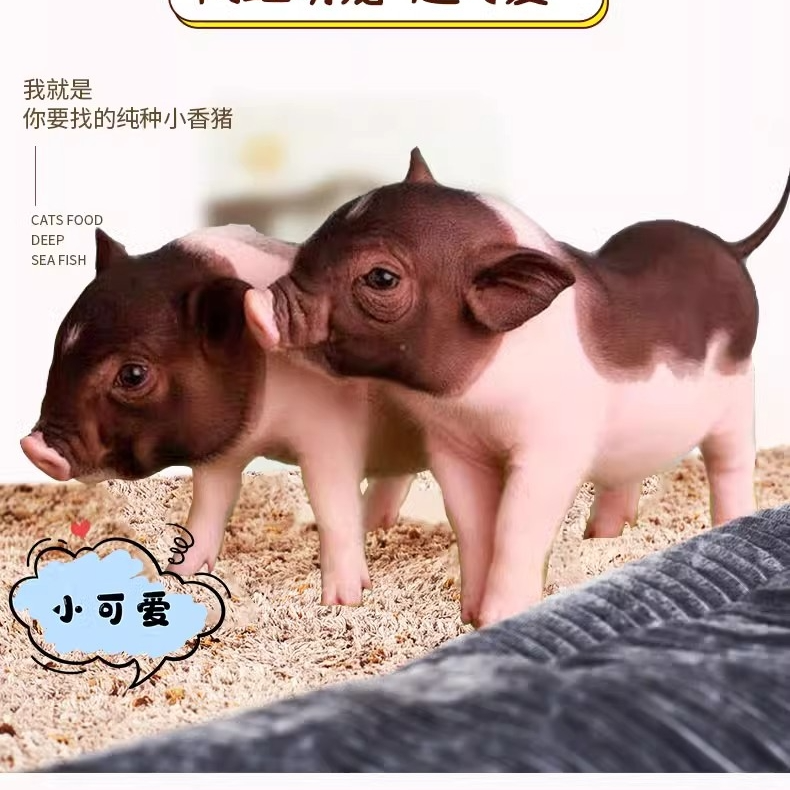 泰国小香猪宠物猪荷兰猪活体迷你宠物活物猪家养小型萌宠幼崽粉猪