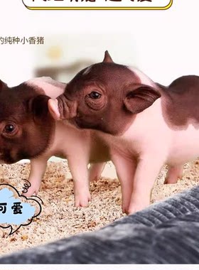 泰国小香猪宠物猪荷兰猪活体迷你宠物活物猪家养小型萌宠幼崽粉猪