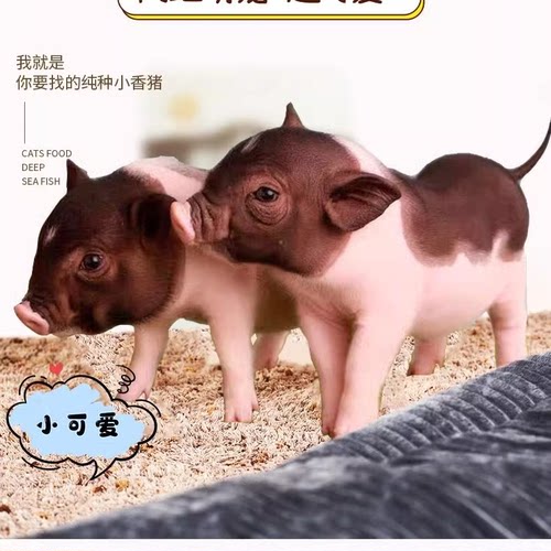 泰国小香猪宠物猪荷兰猪活体迷你宠物活物猪家养小型萌宠幼崽粉猪