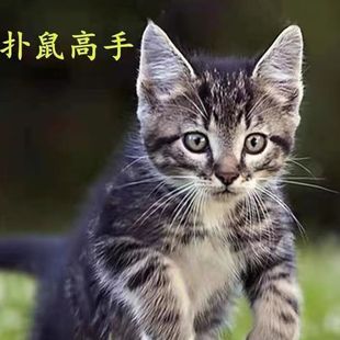 家养猫中华田园猫狸花猫活体纯黑猫白猫三花猫小可爱幼猫捕鼠猫