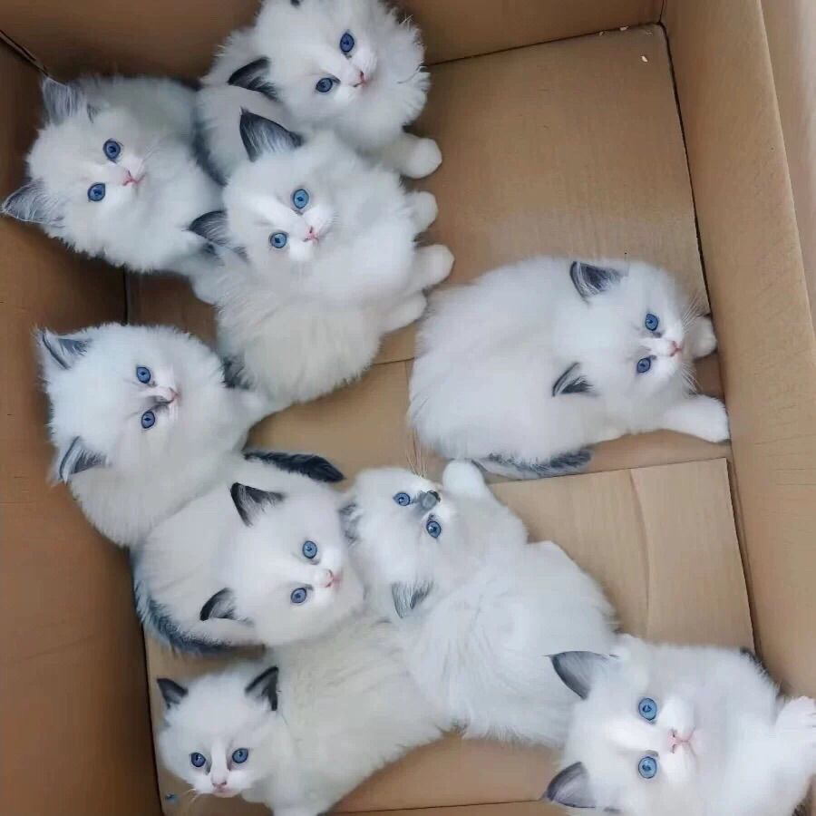 家养猫中华田园猫狸花猫活体纯黑猫白猫三花猫小可爱幼猫捕鼠猫