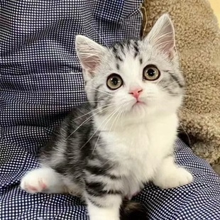 中华田园猫橘猫捕鼠猫狸花猫幼崽三花猫奶牛猫纯黑纯白家猫活体猫