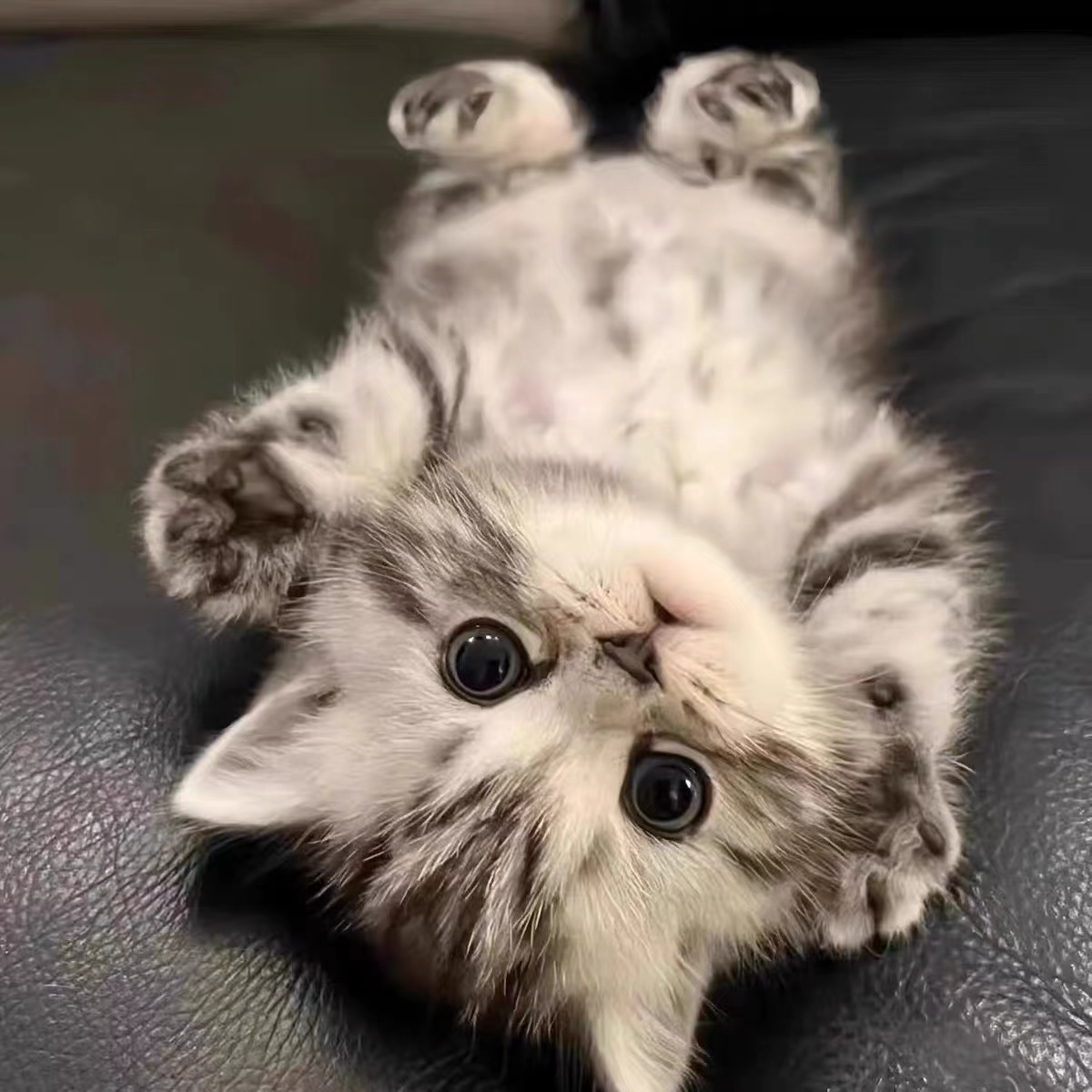 猫咪活物中华田园猫幼崽橘猫狸花猫黑猫玄猫奶牛猫活体幼猫捕鼠猫