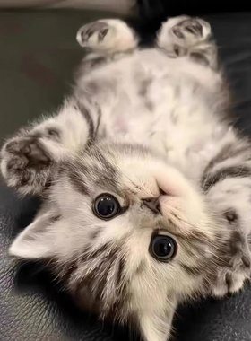 猫咪活物中华田园猫幼崽橘猫狸花猫黑猫玄猫奶牛猫活体幼猫捕鼠猫