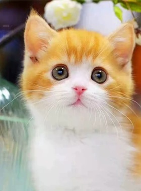 中华田园狸花猫捕鼠猫橘猫幼崽三花猫奶牛猫纯黑纯白家猫活体小猫