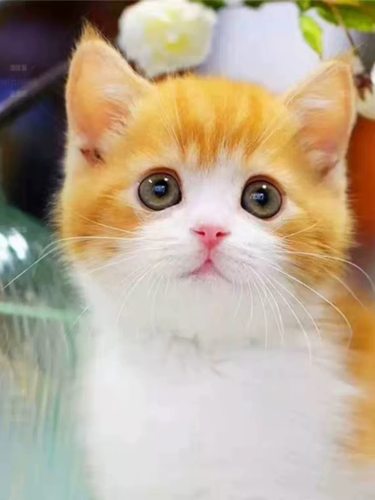 中华田园狸花猫捕鼠猫橘猫幼崽三花猫奶牛猫纯黑纯白家猫活体小猫