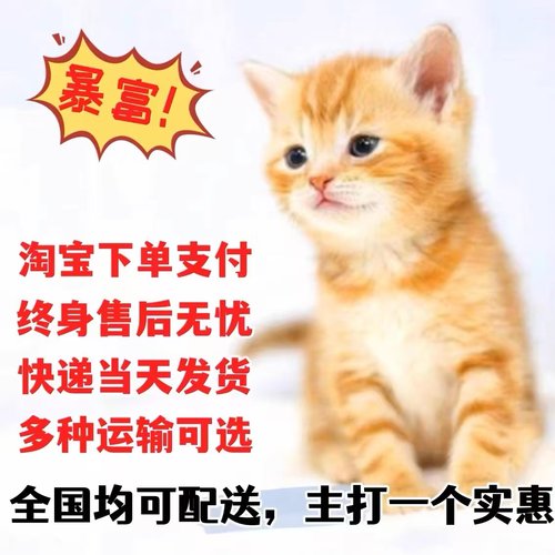 橘猫幼崽中华田园猫狸花猫活体纯黑猫白猫三花猫小可爱幼猫捕鼠猫