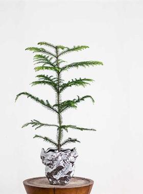 本木庐舍丨不规则黑色系陶盆 侘寂风褶皱花盆异形陶瓷盆