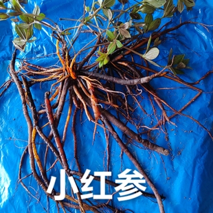 云南山区中药材小红参滇紫参小品无硫干货水洗草药红火麻红禾麻