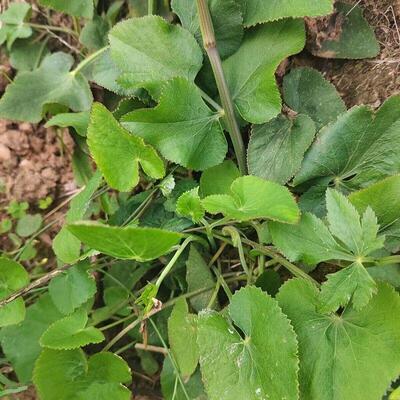 现采挖新鲜山当归青草异叶茴芹鹅脚板杏叶防风羊膳七百路通骚羊古