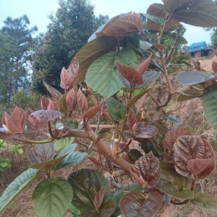 大果榕鲜叶云南超大无花果鲜叶巨新鲜叶螽冠脉螽斯专吃食物叶片