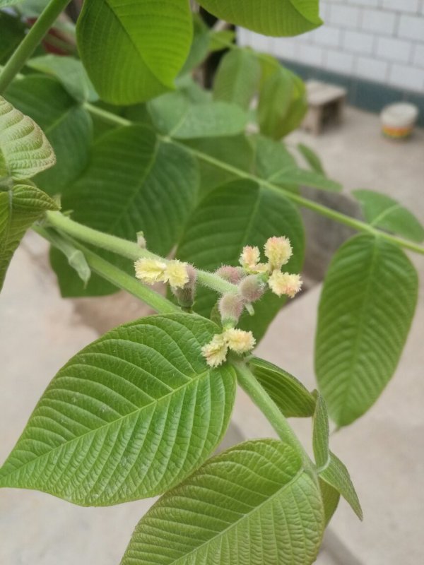 中药材山核桃古树核桃叶新鲜干核桃叶子山核桃树叶现摘晒干 包邮